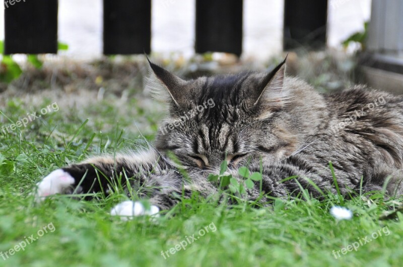 Sleeping Cat Mackerel Free Photos