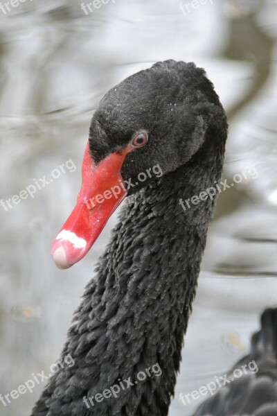 Swan Black Water Bird Black Swan Schwimmvogel