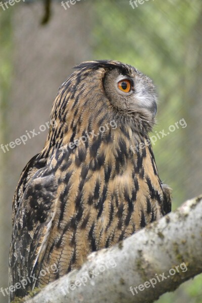 Eagle Owl Raptor Large Bird Nocturnal