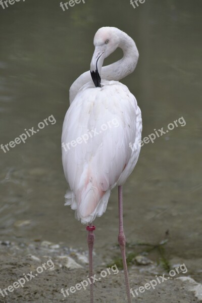 Flamingo Pink Water Bird Nature Zoo