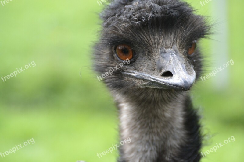 Emu Poultry Strauss Run Flightless Bird