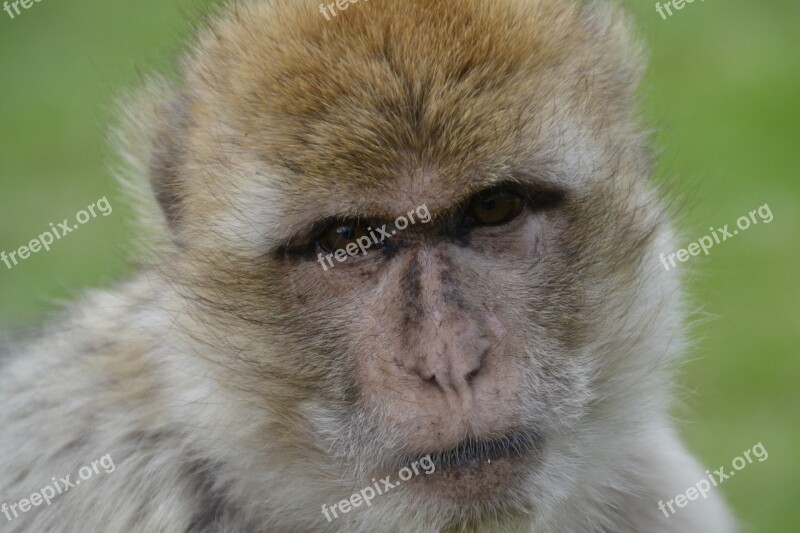 Old World Monkey Monkey Zoo Animal Animal World