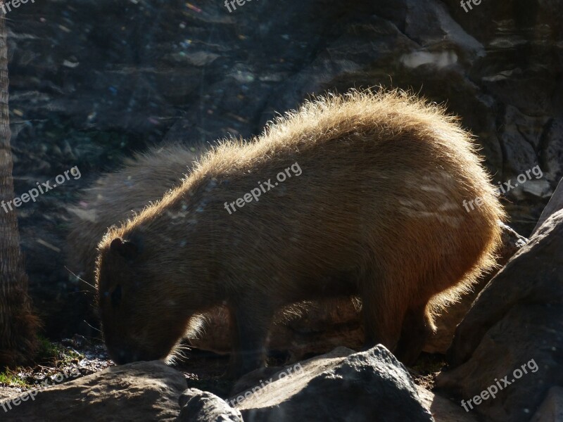 Capybara Animal Hydrochoerus Hydrochaeris Mammal Rodent