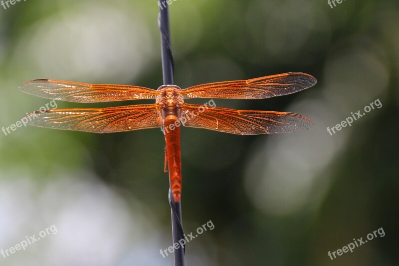 Dragonfly Flame Skimmer Libellula Saturata Orange Libellulidae