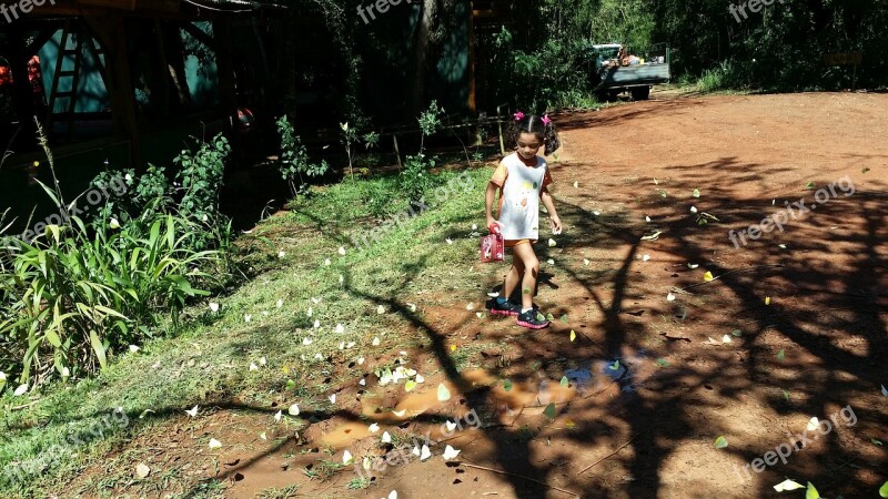 Butterfly Amazon Out Of Curiosity Static Meeting