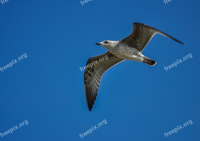 Seagull Sky Fly Bird Nature