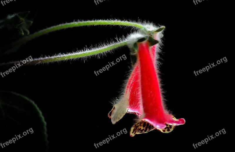 Flower Red Nature Beautiful Floral