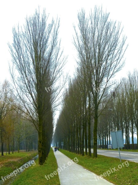 Alley Tree Lined Trees Perspective Road