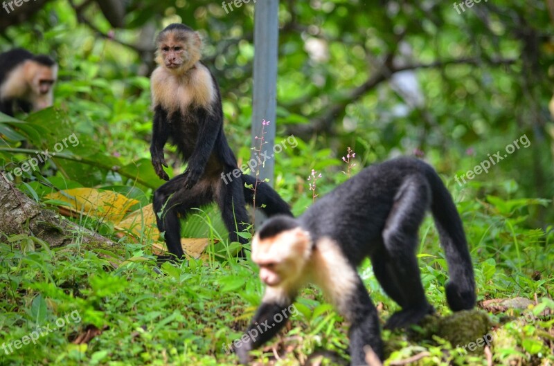 Monkey Primate Wildlife Wild Jungle