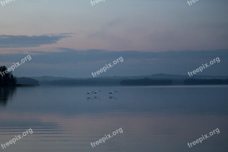 Swan Night Peace Silence Finnish