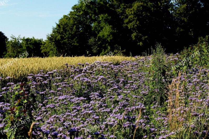 Landscape Flowers Cornfield Forest Mood