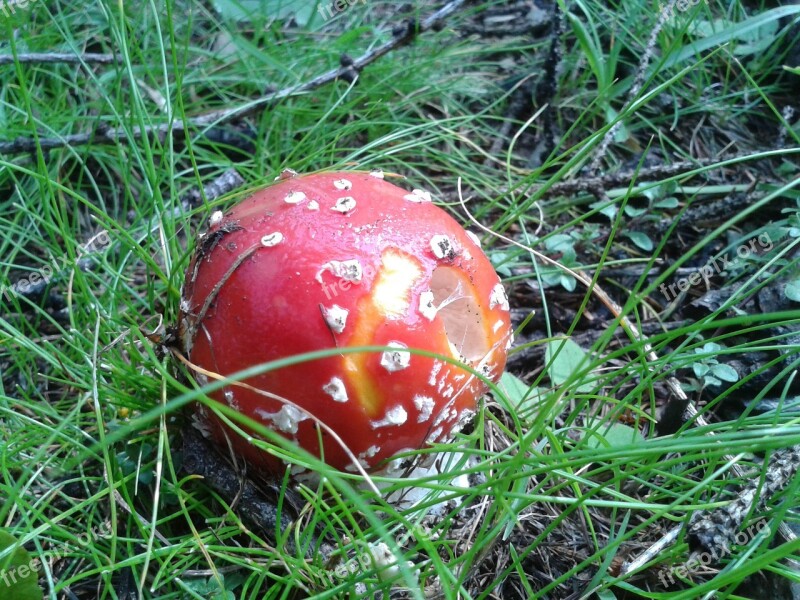 Amanita Fungus Poison Prato Excursion