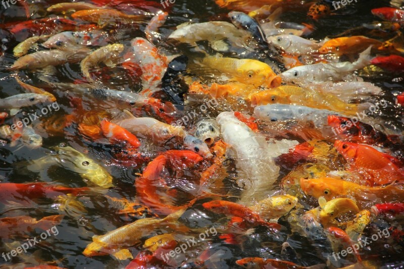 Fish Koi Hawthorn Free Photos