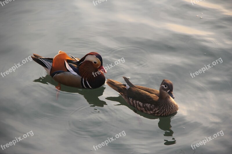 Mandarin Duck Brooks Not Ducks Pairs Free Photos