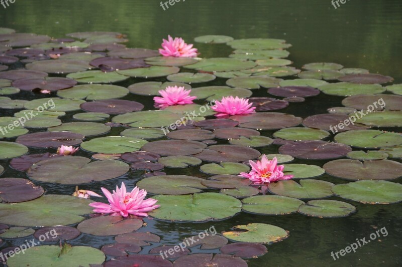 Lotus Pink Hawthorn Free Photos