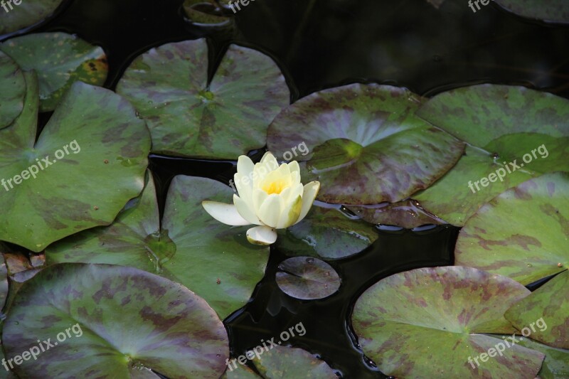 Lotus White Lotus Flowers Free Photos