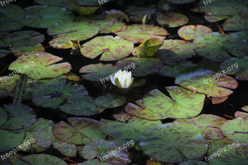 Lotus Spring Summer White Lotus Free Photos