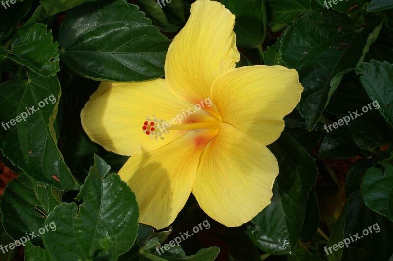 Hibiscus Yellow Summer Plant Closeup