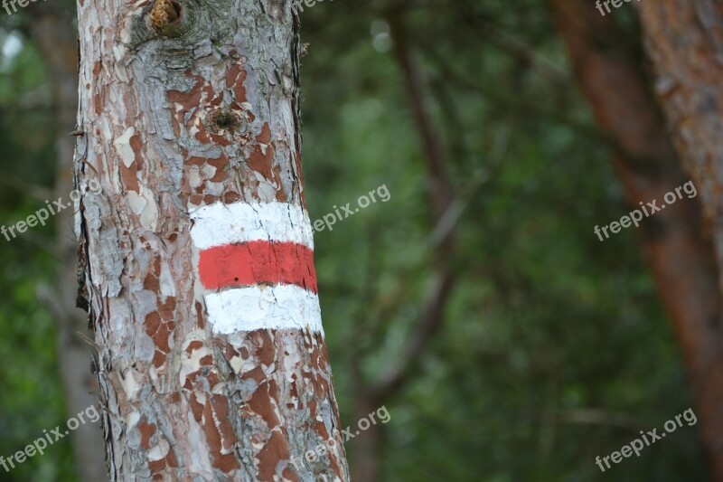 Signpost Trail The Trail Tree The Path