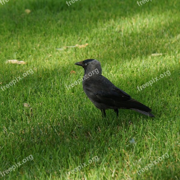 Jackdaw Bird Corvus Monedula Black And Gray Free Photos