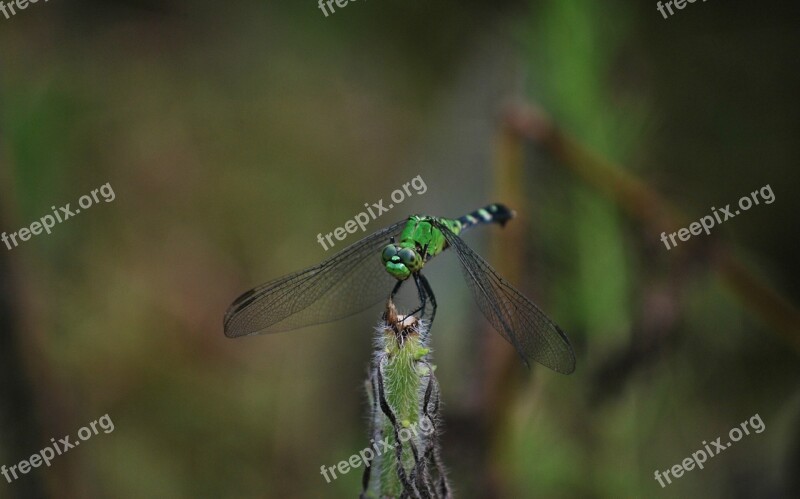 Dragonfly Nature Fly Wing Bug