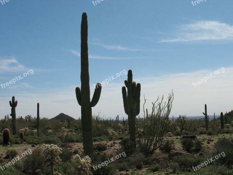 Desert Cactus Nature Landscape Dry