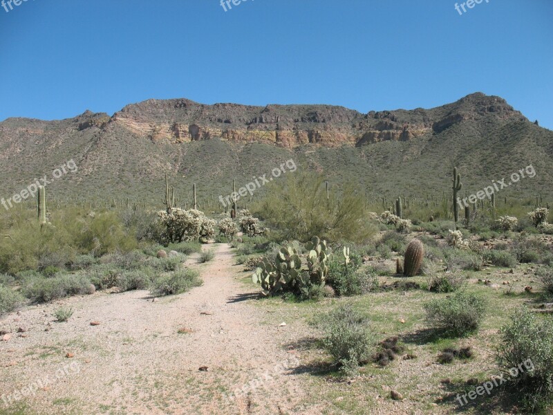 Desert Cactus Nature Landscape Dry