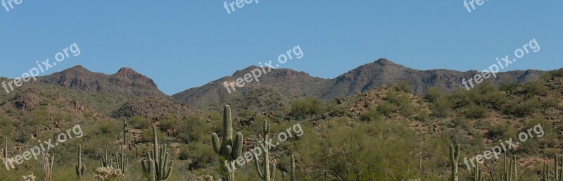 Desert Cactus Nature Landscape Dry