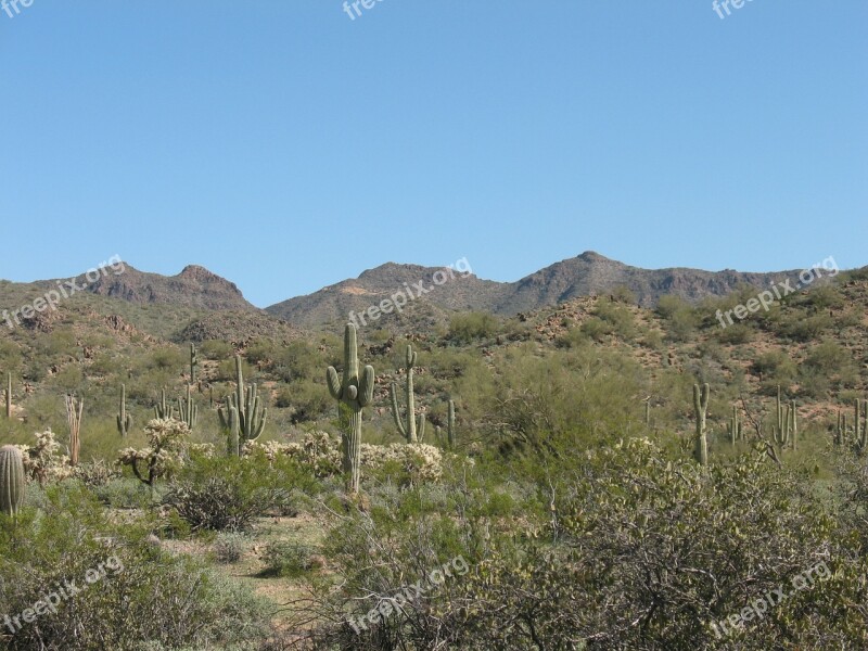 Desert Cactus Nature Landscape Dry