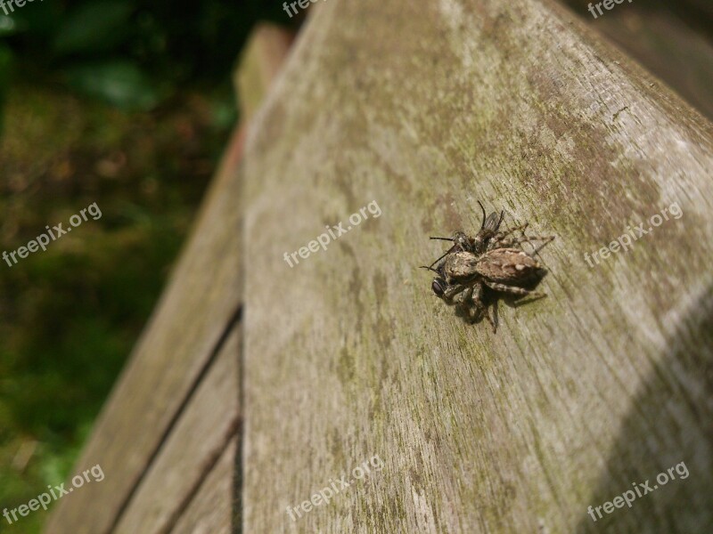 Spider Prey Captured Caught Hunting