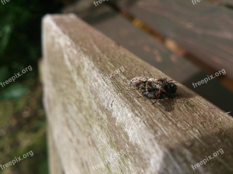 Spider Prey Caught Free Photos