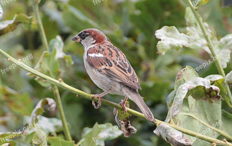 Sperling Sparrow Passeridae Birds Songbirds