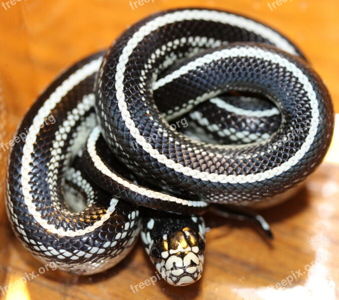 Chain Natter Lampropeltis Getula Natter Snake Black And White Striped