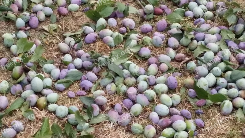 Plums Harvest Ripe Free Photos