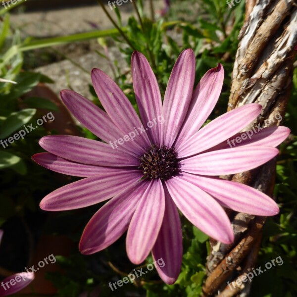 Marguerite Flower Blossom Bloom Plant