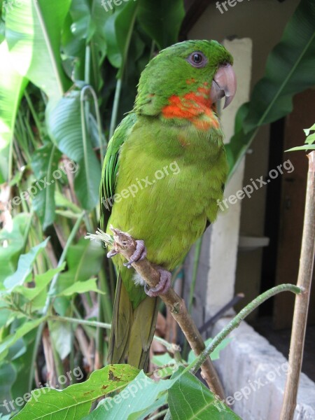 Perico Green Parrot Copan Free Photos