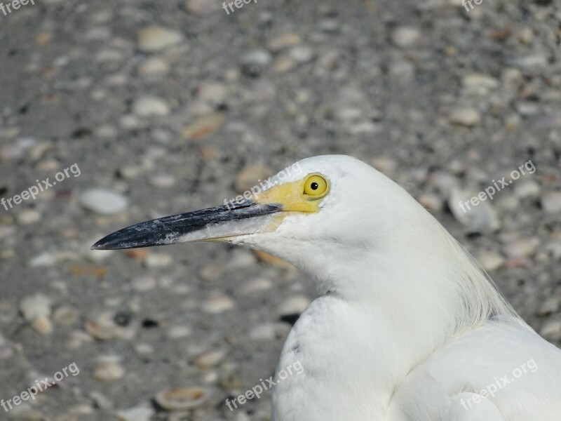 Seagull Look Bird Beak Free Photos