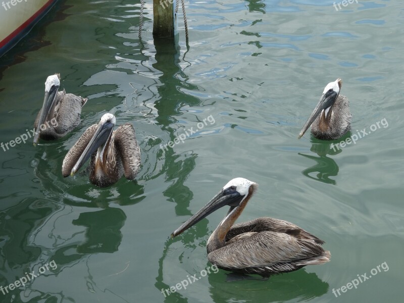 Pelicans Mar Ocean Water Bird