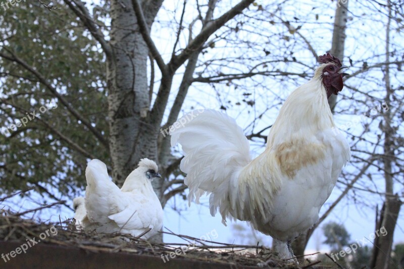 Chickens Animals Nature Farm Hens