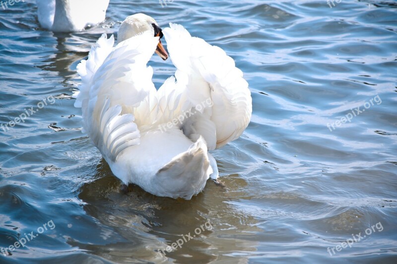 Swan Bird White Elegant Feather