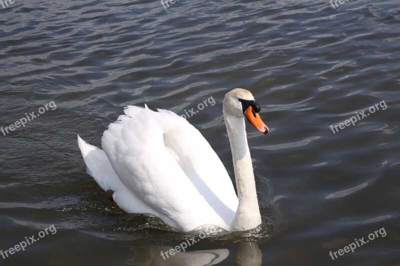 Swan Bird White Feather Lake