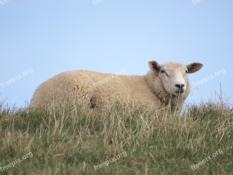 Sheep Dike North Sea Grass Rest