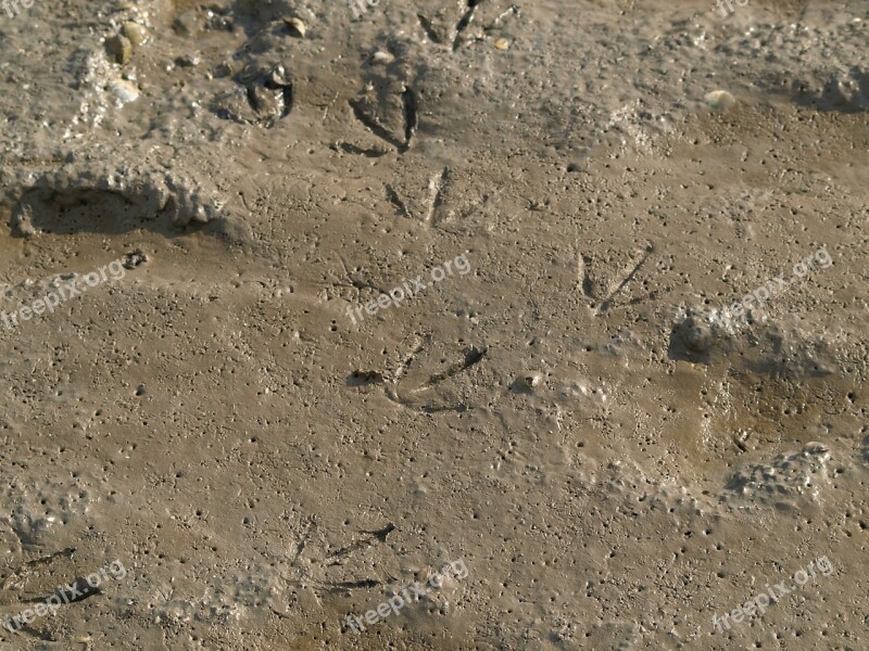 Watts Traces Footprints North Sea Wadden Sea