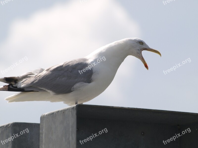 Seagull Screech Call Water Bird Bird