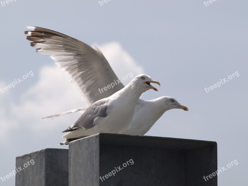 Gulls Screech Call Water Bird Bird