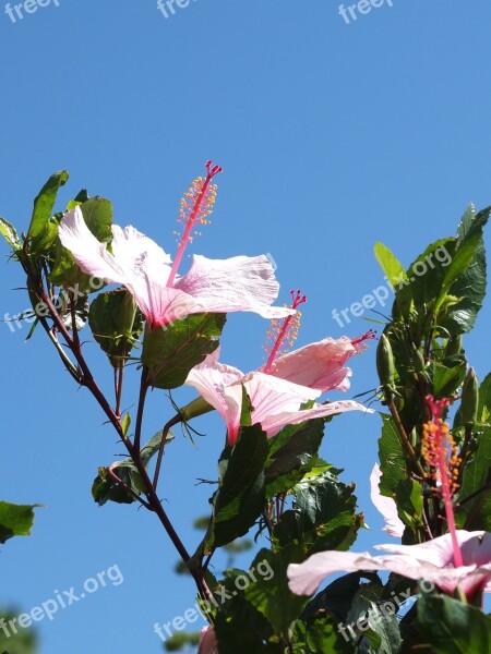 Hibiscus Flowers Pistil Leaves Pink