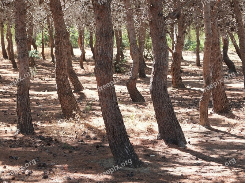 Forest Pine Trees Conifer Nature