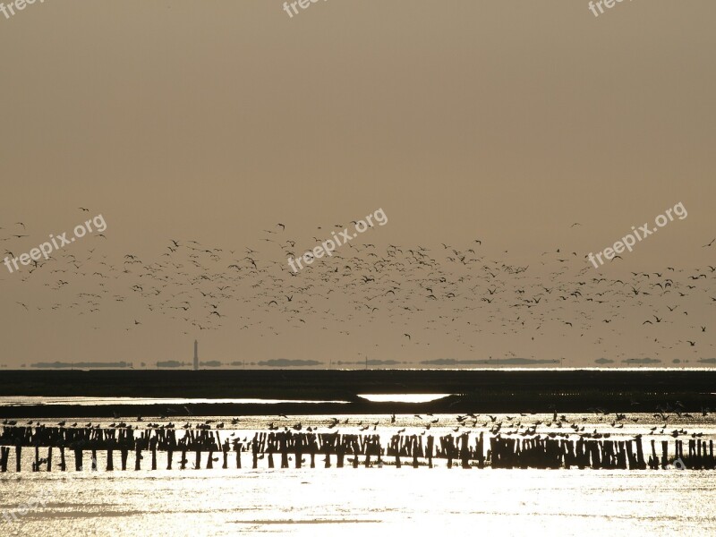 Sun Sparkle Backlighting Glistening Wadden Sea