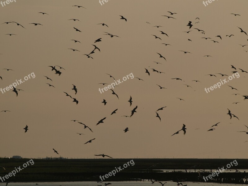 Evening Sky Flock Of Birds Atmospheric Sky Swarm