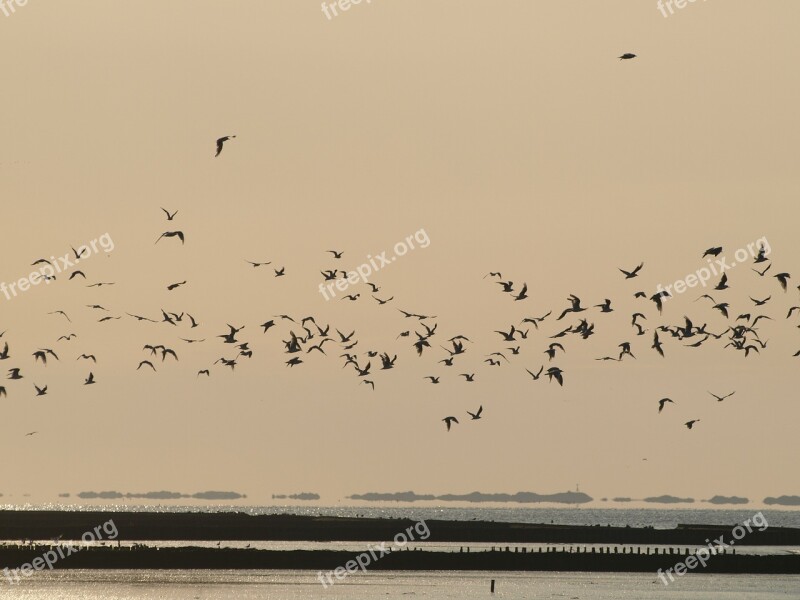 Evening Sky Birds Flock Of Birds Sun Sunset